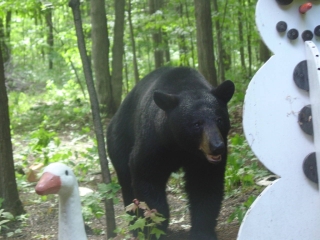 Black bear. A common visitor during the summer months.